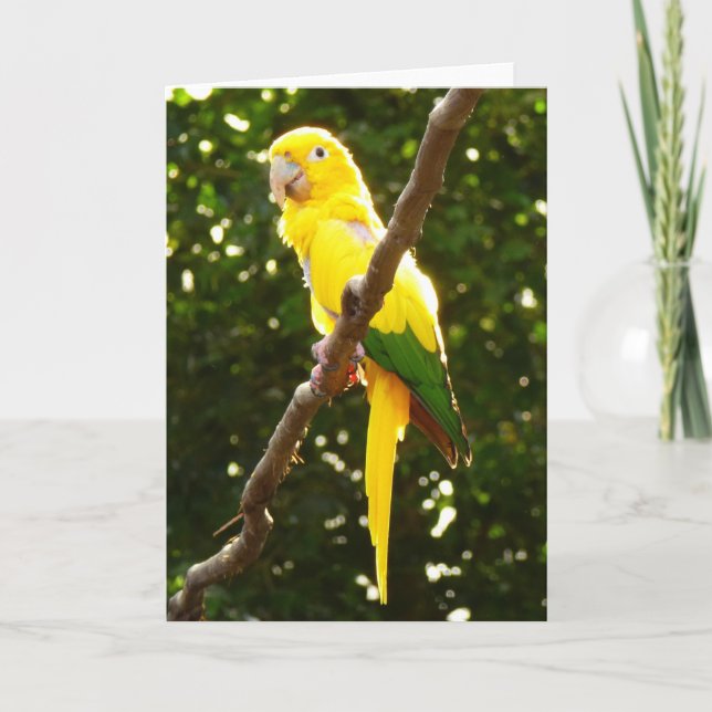 Yellow Parrot Card (Front)