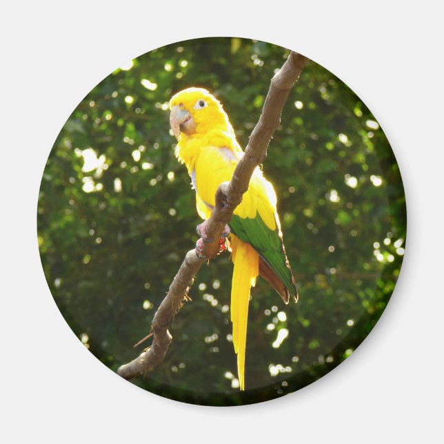 Yellow Parrot Magnet (Front)