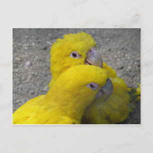 Yellow Parrots Couple DIY Postcard