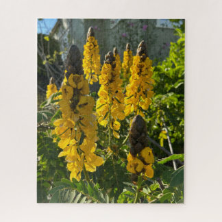 Yellow Peanut Butter Cassia, Oakland Jigsaw Puzzle