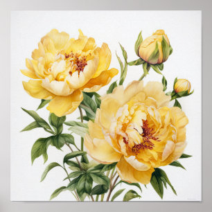 Yellow Peonies Flower Art Print Poster