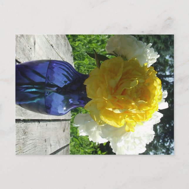 Yellow Peony Flower in Blue Vase Postcard (Front)