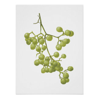 Yellow peppercorns - Botanical Study 1 Poster
