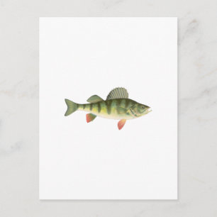 Yellow Perch Art Postcard