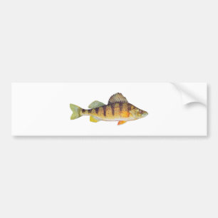 Yellow Perch (untitled) Bumper Sticker