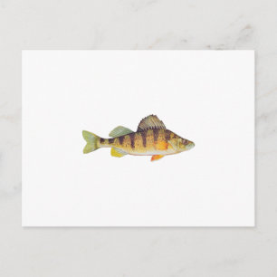 Yellow Perch (untitled) Postcard