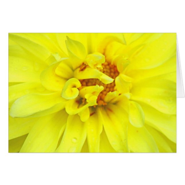 Yellow Petals (Front Horizontal)