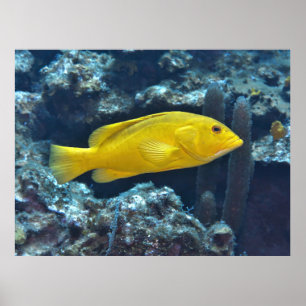 Yellow Phase Coney Poster