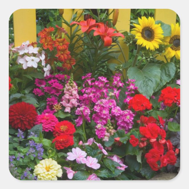 Yellow picket fence with flower garden in square sticker (Front)