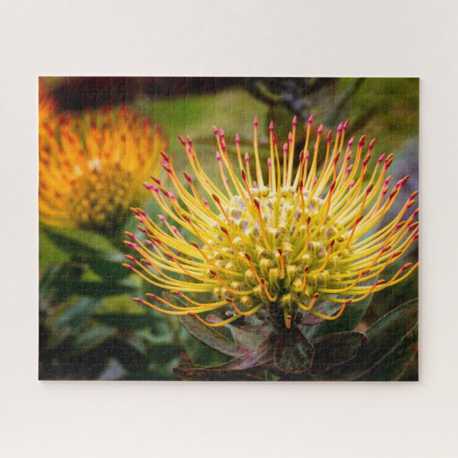 Yellow Pin Cushion of Kula Jigsaw Puzzle (Horizontal)