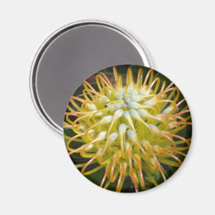 Yellow Pin Cushion Protea Flower Magnet