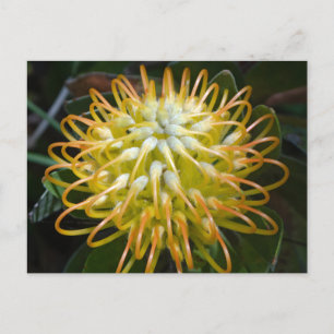 Yellow Pincushion Flower Postcard