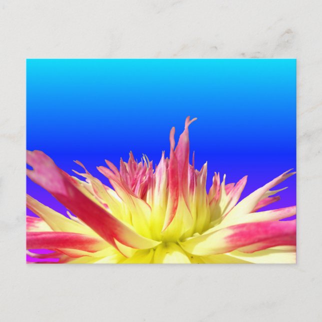 Yellow Pink Dahlia Blue BG Colour DIY Postcard (Front)