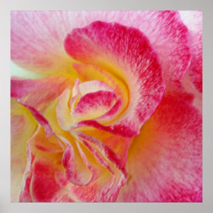 yellow pink petals poster