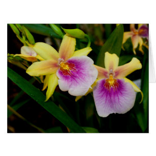 Yellow Pink Purple Miltonia Sunset Orchids