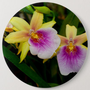 Yellow Pink Purple Miltonia Sunset Orchids 6 Inch Round Button