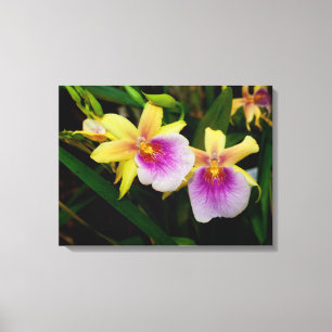 Yellow Pink Purple Miltonia Sunset Orchids Canvas Print