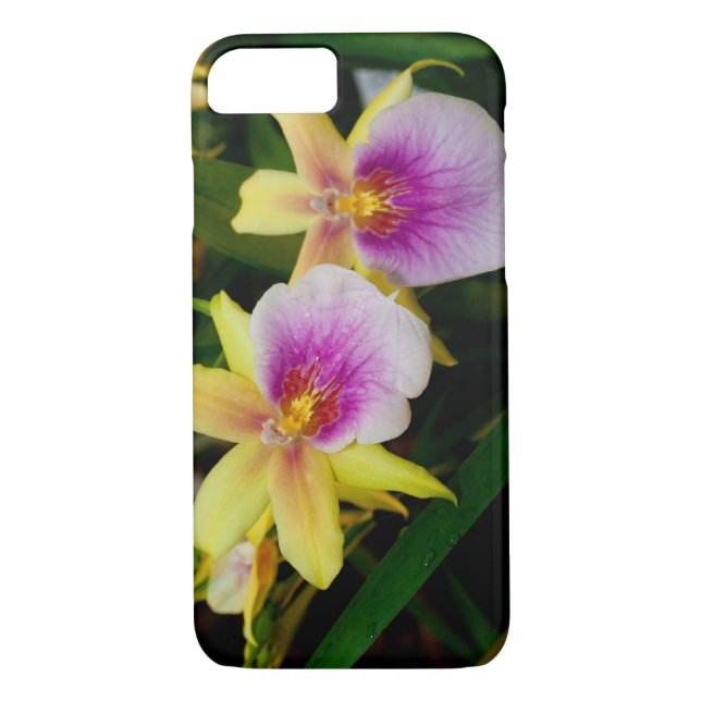 Yellow Pink Purple Miltonia Sunset Orchids Case-Mate iPhone Case (Back)