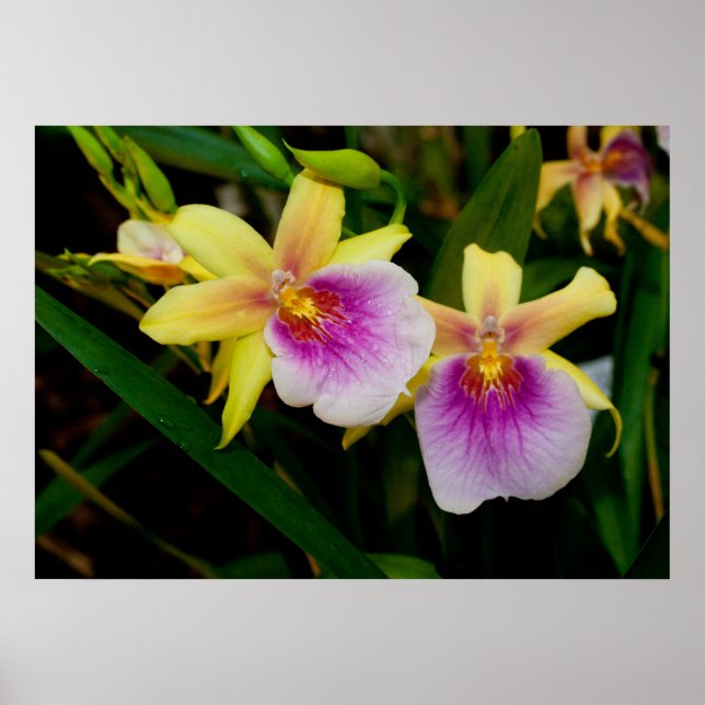 Yellow Pink Purple Miltonia Sunset Orchids Poster (Front)