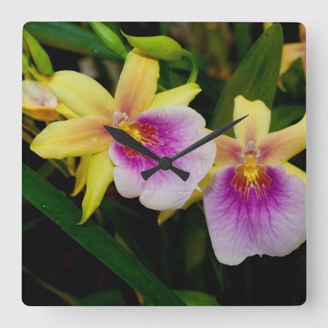Yellow Pink Purple Miltonia Sunset Orchids Square Wall Clock (Front)