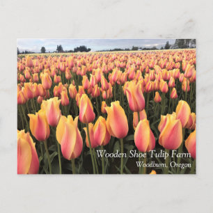 Yellow & Pink Tulip Field, Oregon Postcard