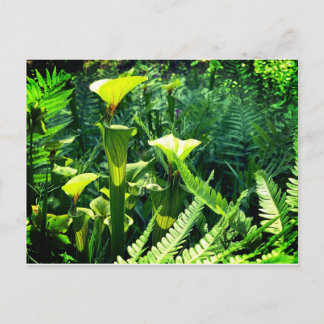 Yellow Pitcher Plants Postcard