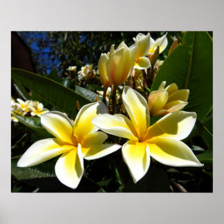 Yellow Plumeria Flowers Photo Print