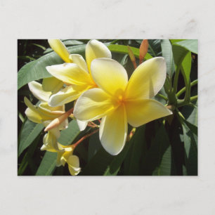 Yellow Plumeria Flowers Postcard