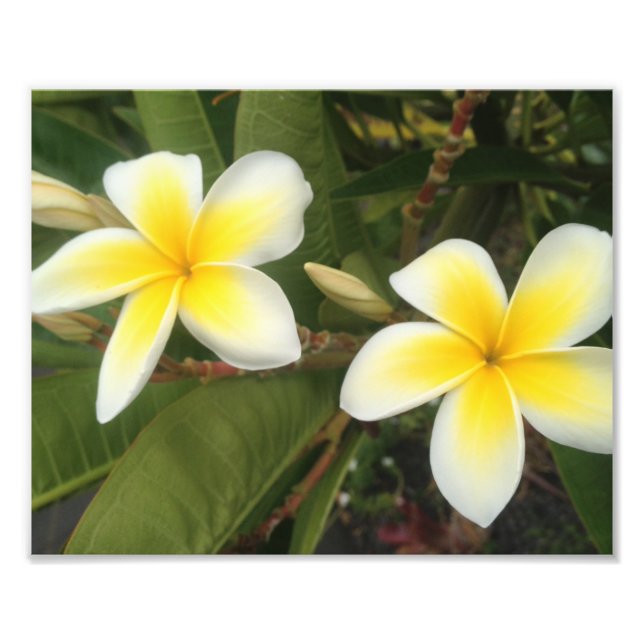 Yellow Plumeria Photo Print (Front)