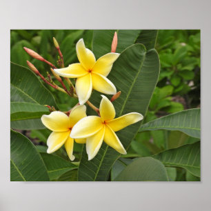 Yellow Plumeria Tropical Flower Photography Poster