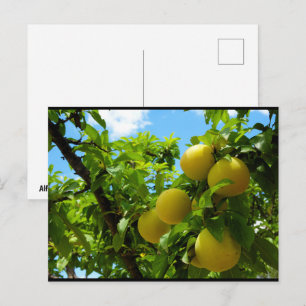 Yellow Plums Blue Sky Postcard