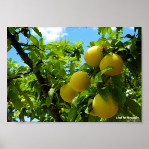 Yellow Plums Blue Sky Poster