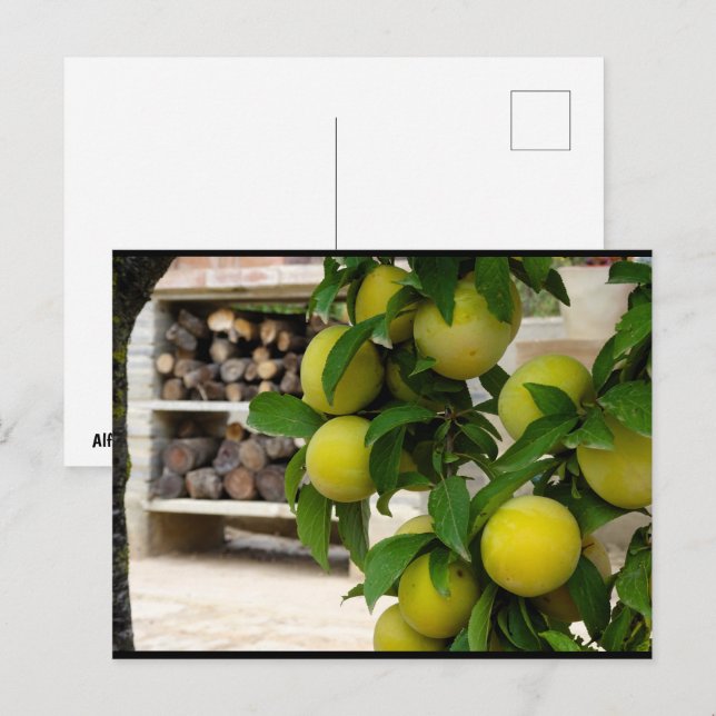 Yellow Plums Rustic Wood Postcard (Front/Back)
