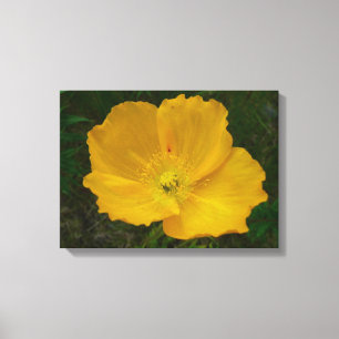 Yellow Poppy Alaskan Wildflower Floral Canvas Print