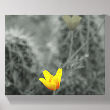 Yellow Poppy Canvas Art