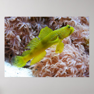 Yellow prawn-goby poster