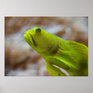 Yellow prawn-goby poster
