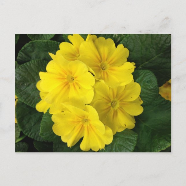 Yellow Primrose Flowers Postcard (Front)