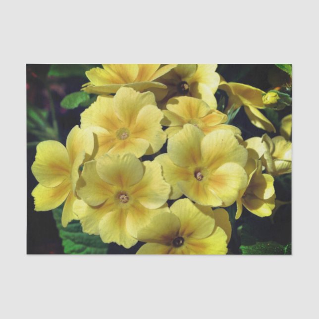 Yellow Primrose Spring Flowers Close Up Decoupage Tissue Paper (Front)