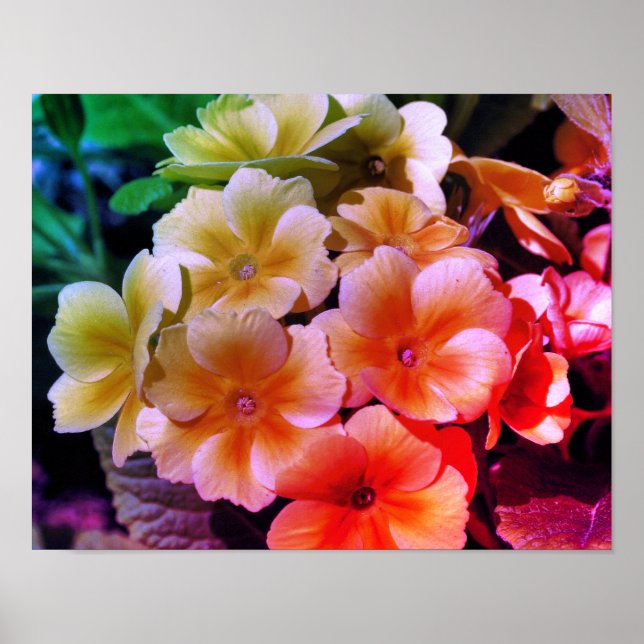 Yellow Primrose Spring Flowers Colour Tint Poster (Front)