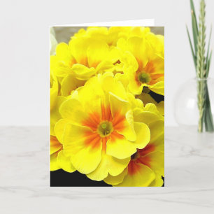 Yellow Primula in springtime Holiday Card