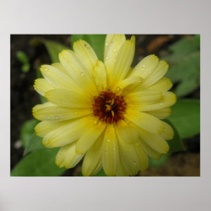 Yellow Raindrops Marigold Print