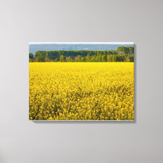 yellow rapeseed flowers illuminated by sun canvas print (Front)