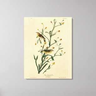 Yellow Red-poll Warbler Audubon's Birds of America Canvas Print