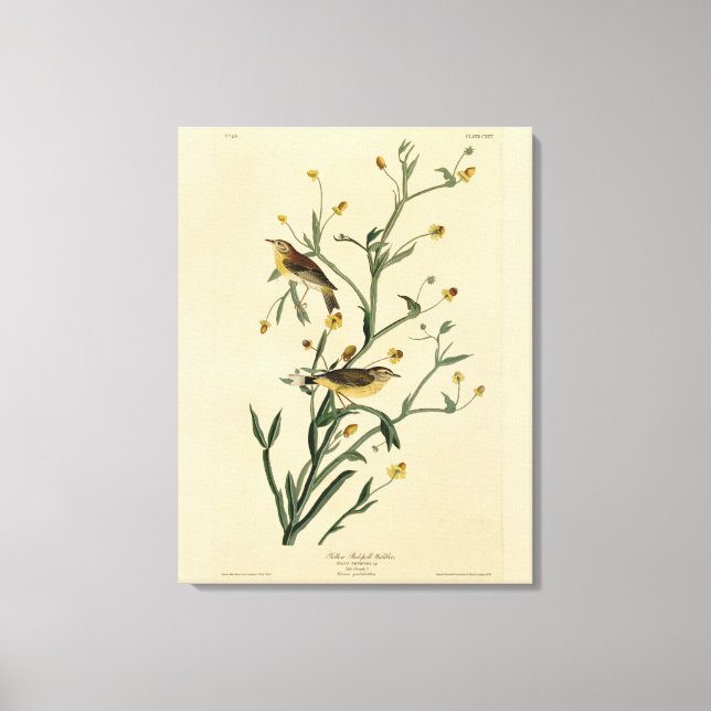 Yellow Red-poll Warbler Audubon's Birds of America Canvas Print (Front)