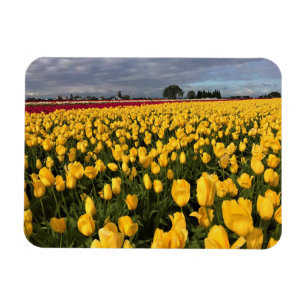 Yellow & Red Tulip Field, Oregon Magnet