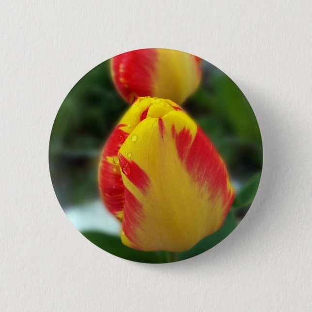 yellow red tulips 2 inch round button (Front)
