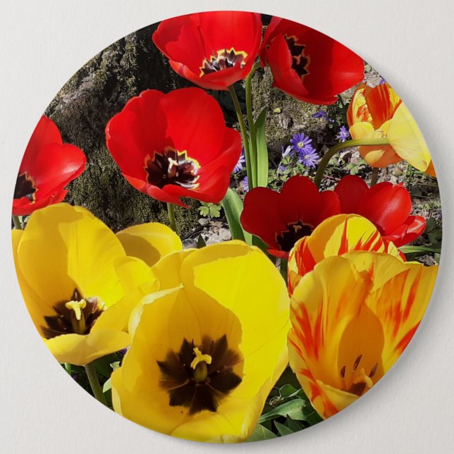 Yellow & Red Tulips 6 Inch Round Button (Front)