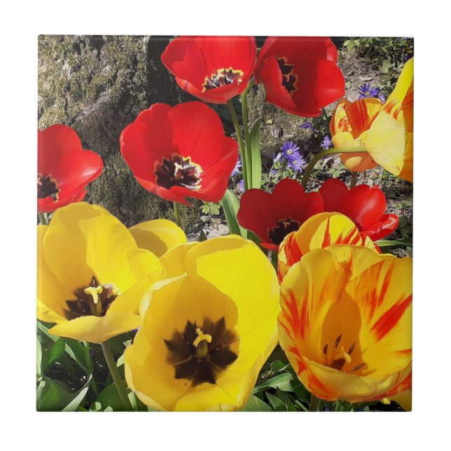 Yellow & Red Tulips Ceramic Tile (Front)