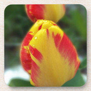 yellow red tulips coaster